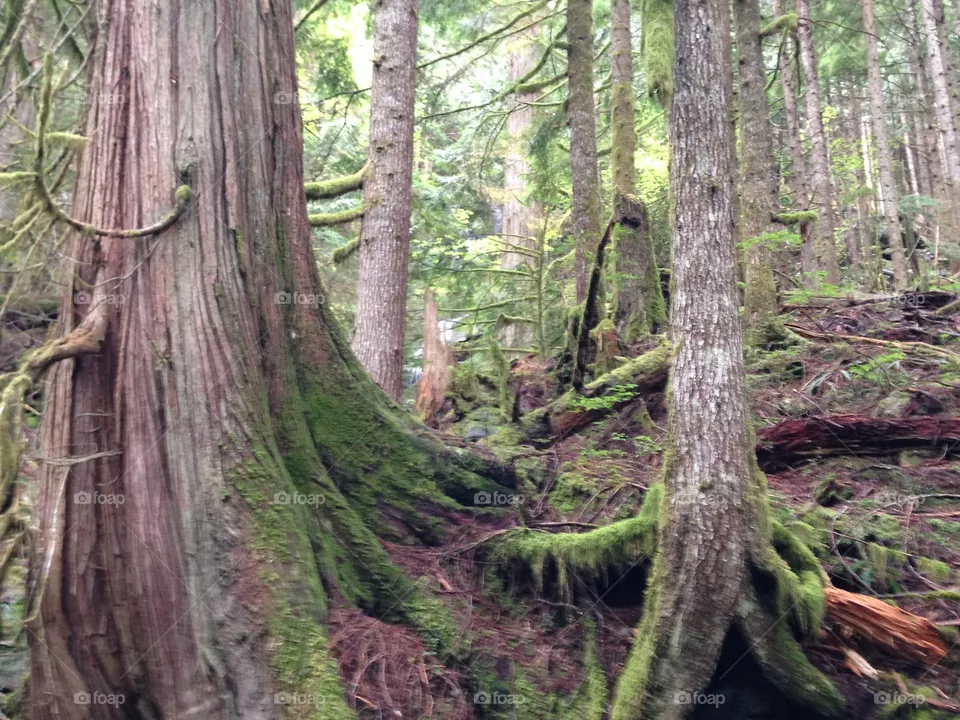 Trees
