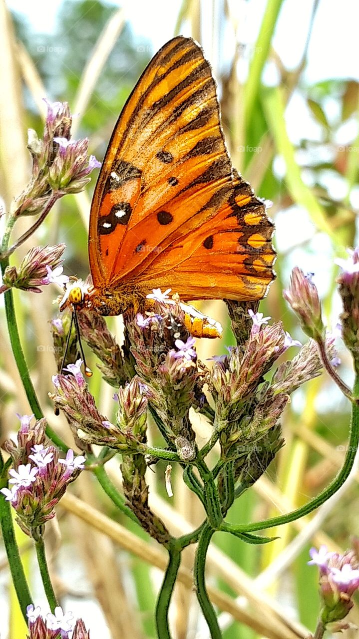 macro butterfly on purple flowers