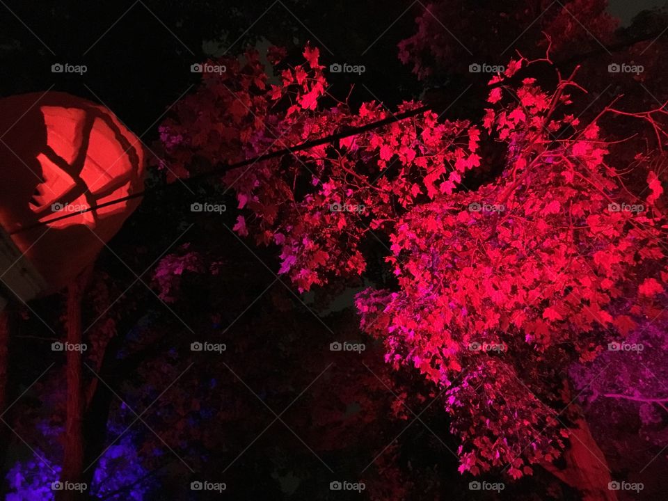 Leaves in pink and red lights