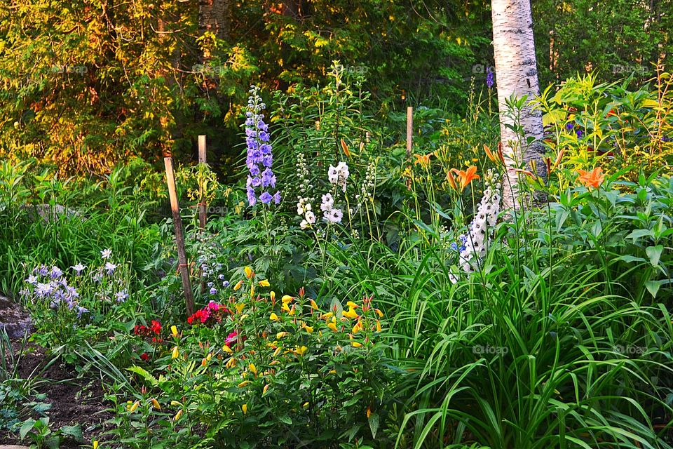 English garden. English garden at the lake house cottage 