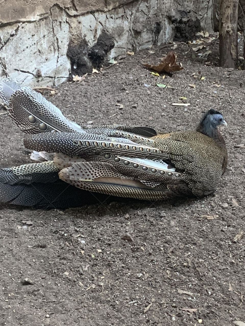 Unique looking bird 