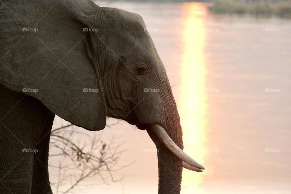 An elephant at sunset 