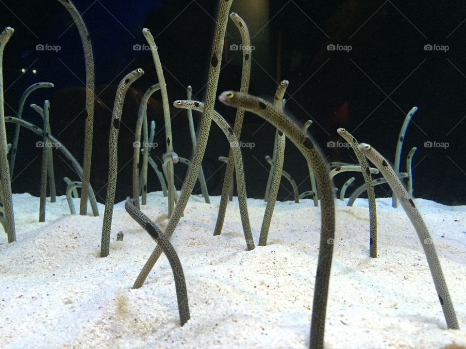 Close-up of garden eel at aquarium