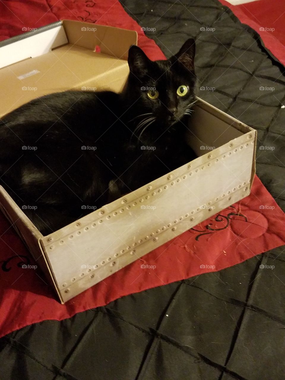 Cat in the Box!