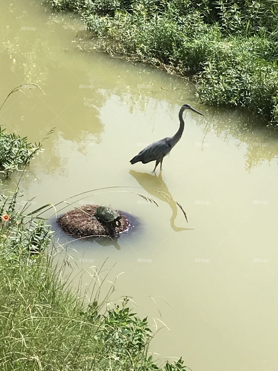 Bird and turtles in creek