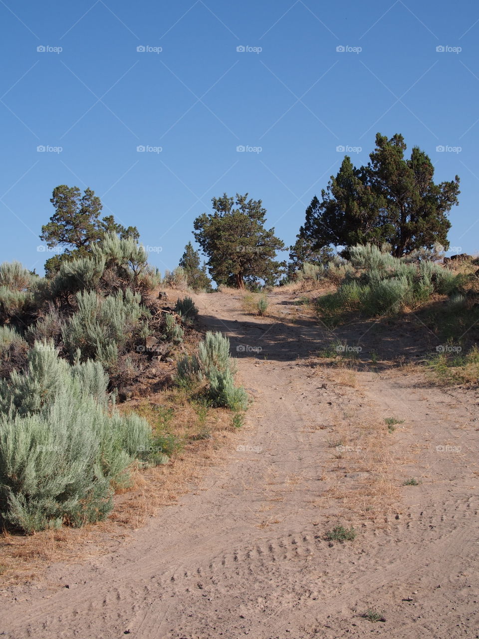 An old dirt road in Central Oregon leads to the top of a hill with juniper trees and clear blue skies on a sunny summer morning. 