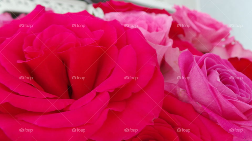 red romantic beautiful roses. given to those you cherish and adore

Red Roses
Love, Respect, Courage, Passion, Well Done, Congratulations

Red roses immediately bring to mind passion and true love. A single red rose signifies “I love you” and has been made even more popular these days with the success of TV shows like “The Bachelor”, where each chosen lady is given a single, long-stemmed rose to show the star’s appreciation and growing passion toward her.

Red roses can also convey thoughts of courage and congratulations. The “Run for the Roses” is the symbolic name for the first race of Thoroughbred racing’s Triple Crown. Held in Lexington, Kentucky at Churchill Downs, the race rewards the triumphant young racehorse with a blanket of gorgeous red roses.

Popular varieties include the scarlet red Kardinal, the dark red and very fragrant Mr. Lincoln, and the deep red tea rose Madame Delbard, which has been brought back due to popularity. Cara Mia is another deep red favorite of floral designers.

Pink Roses
Happiness, Elegance, Romance, Admiration, Sweetness, Thank You

Ranging from a subtle hint of color to deep and bright, pink roses have come to mean joy, happiness, gratitude and admiration. They’re often seen in bridal arrangements, thank you or congratulations bouquets. Considering the word “rose” brings to mind the faint blush of a fair maiden’s cheeks, it’s not surprising these blooms are a favorite to give and receive.

There are many different variations of pink, from a pale blush to a gentle medium pink to a vibrant pink, each having its own meaning and implication. The palest pink roses are a sign of gentleness, joy and grace. Bridal Pink is a perfect pale pink floribunda rose that is long lasting and offers a spicy scent. The light to medium pink roses can show sympathy or admiration. Lady Diana is a beautiful light pink rose perfect for either emotion. Deep pink roses, such as Laser and Diplomat are perfect choices to show someone how grateful you are to