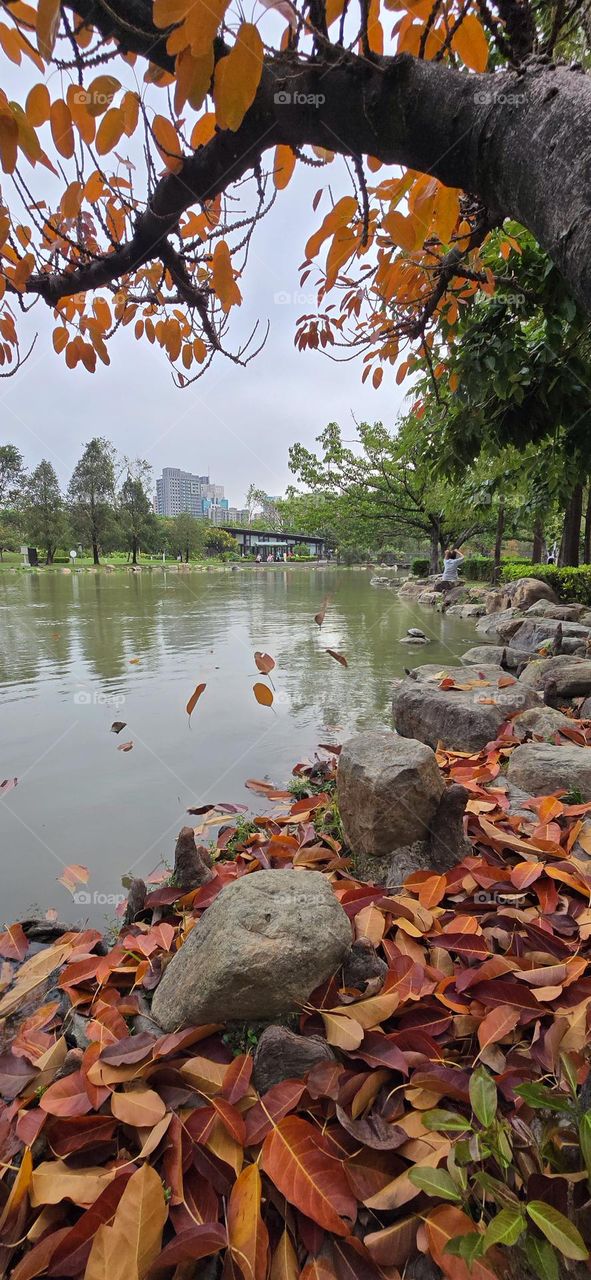 The vanguard troops, yellow leaves are sent to occupy the entire park.