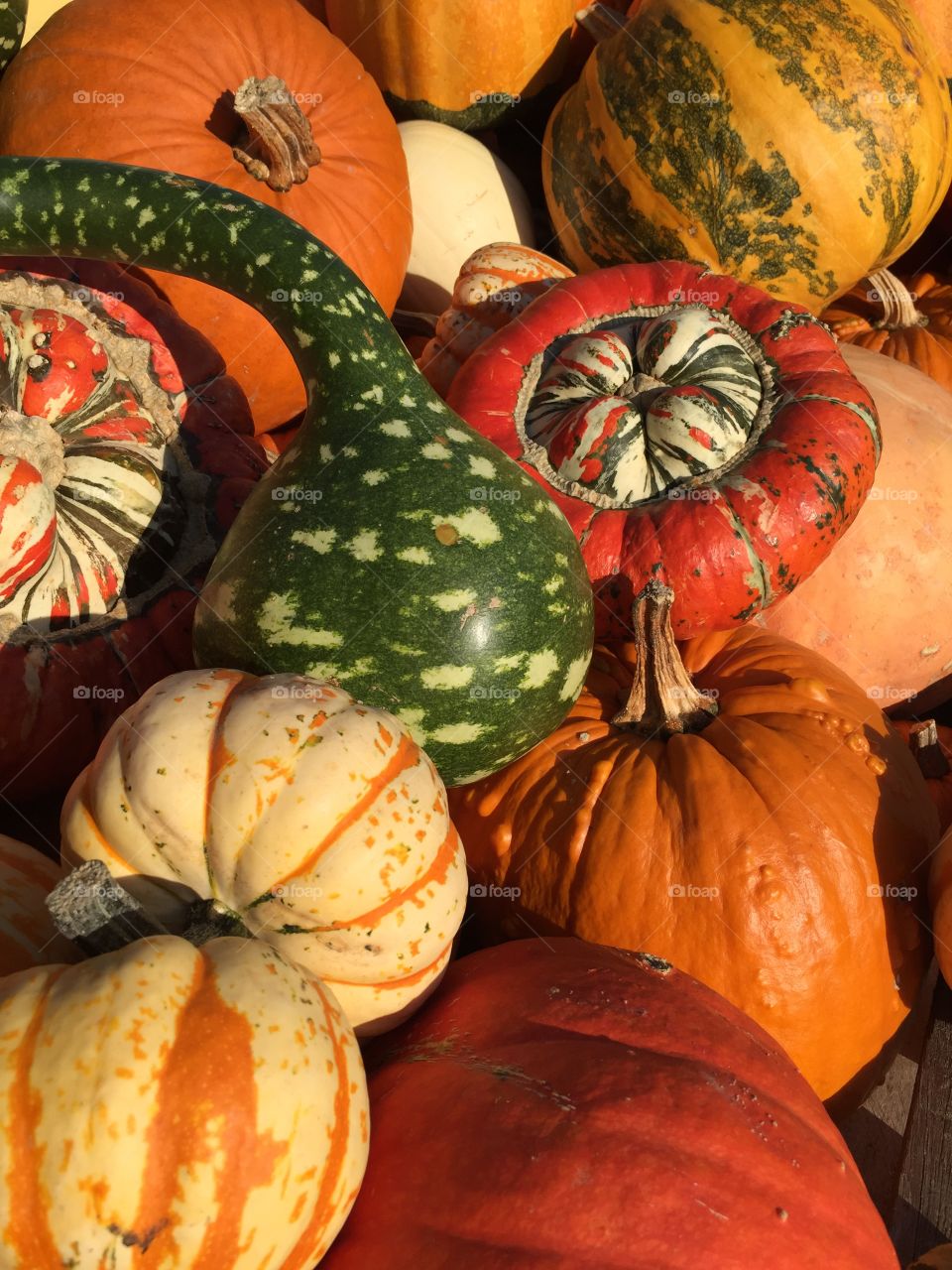 Full frame of pumpkin