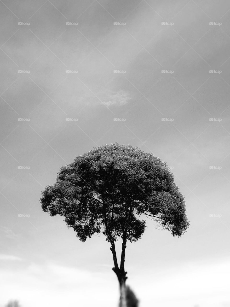 tree