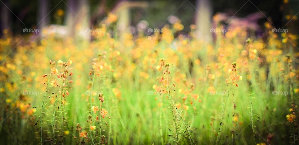 Field of Hallmark Bulbine flowers