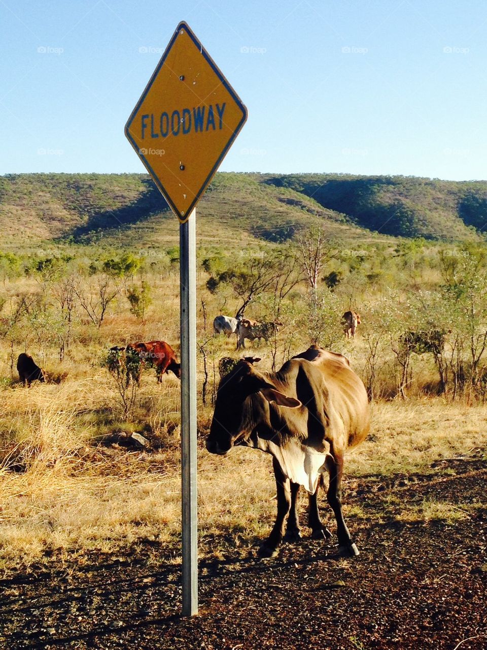 Waiting cow