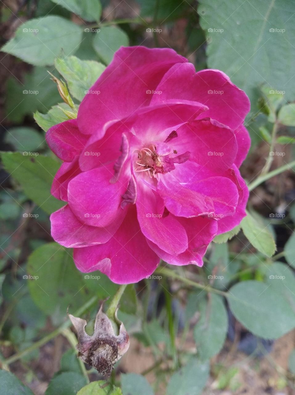 Desi rose pink flower seasonal fresh shurb small size looks very beautiful generally found everywhere