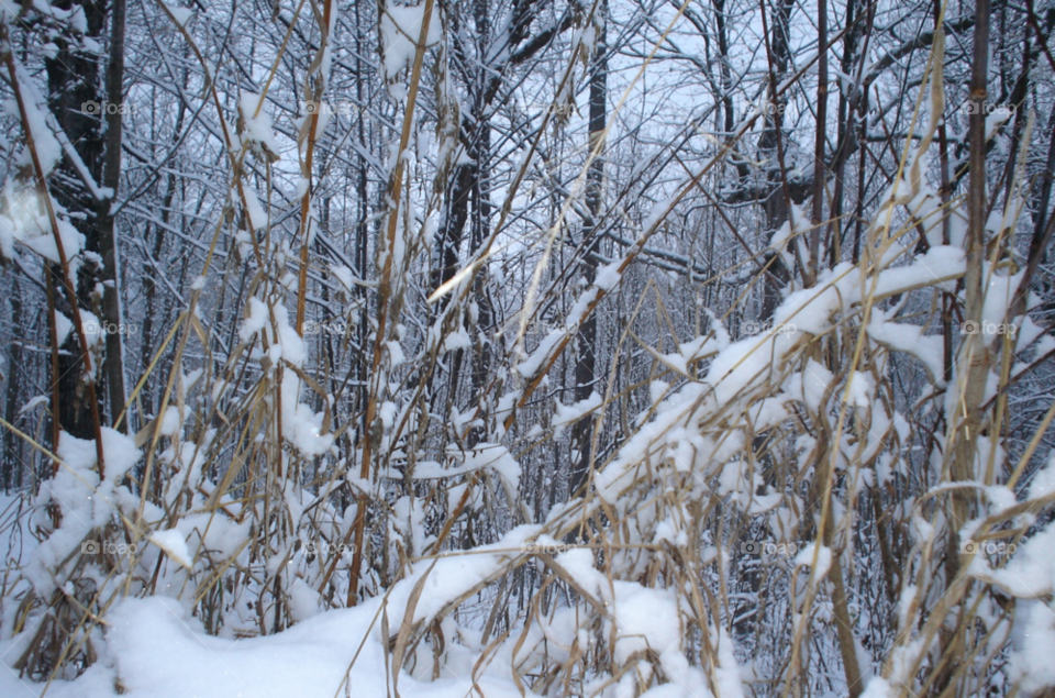 snow winter white scene by ashley77