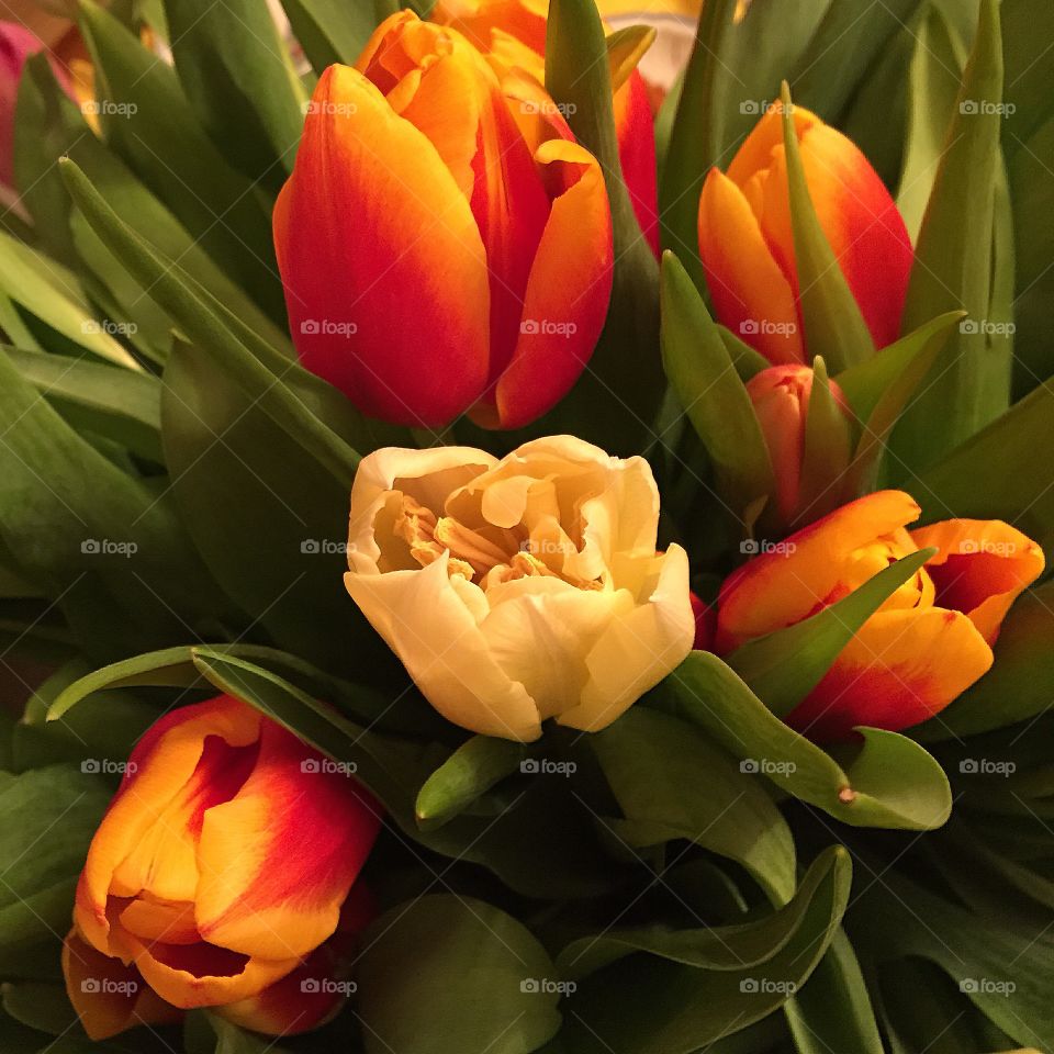 Tulips