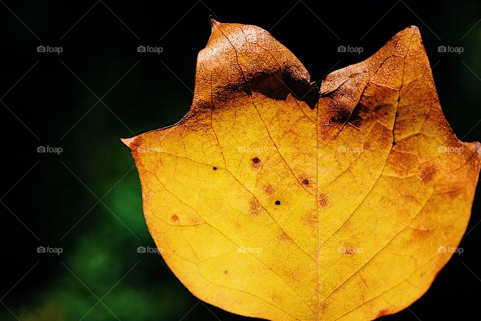 Closeup Of A Bright Yellow Leaf, Autumn Leaves Changing Color, Macro Of A Leaf, Details In A Leaf 