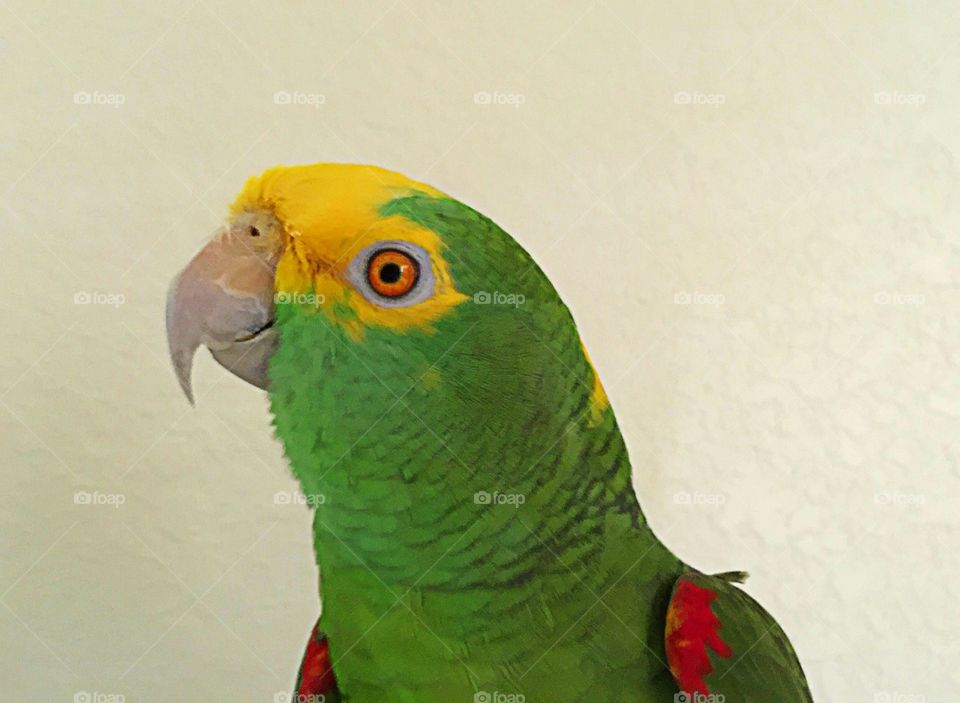 Yellow parrot 