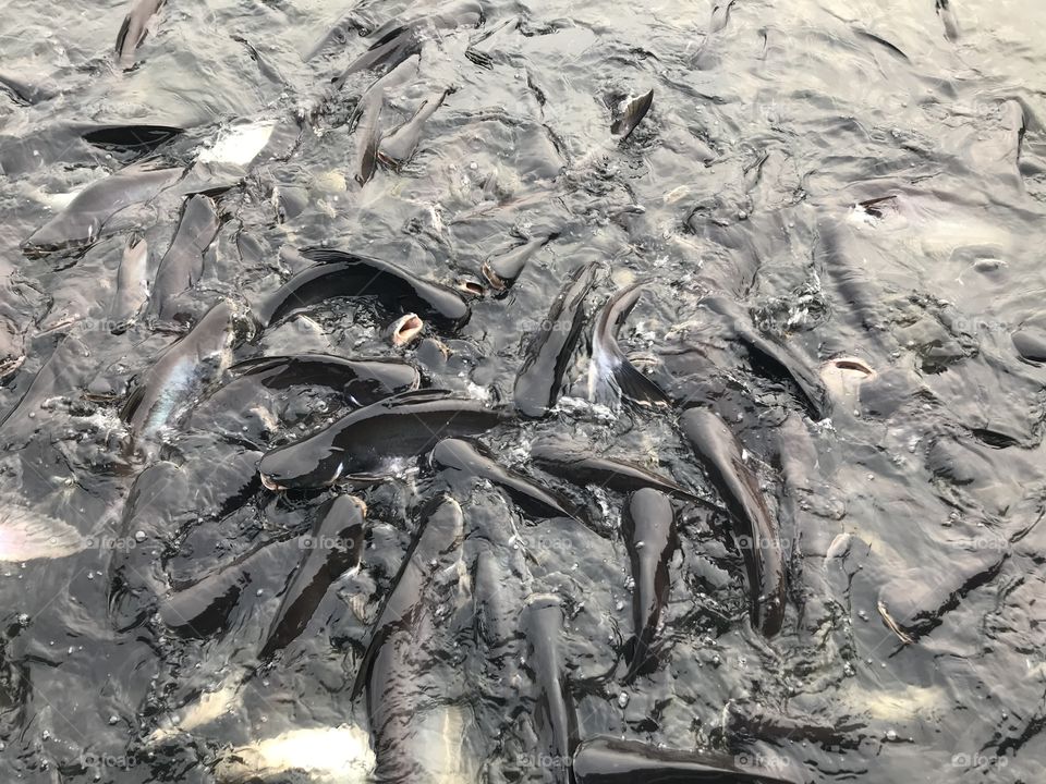 Snakefishes and Catfishes