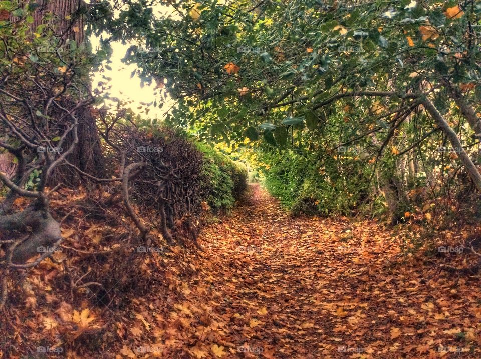 Autumn walk