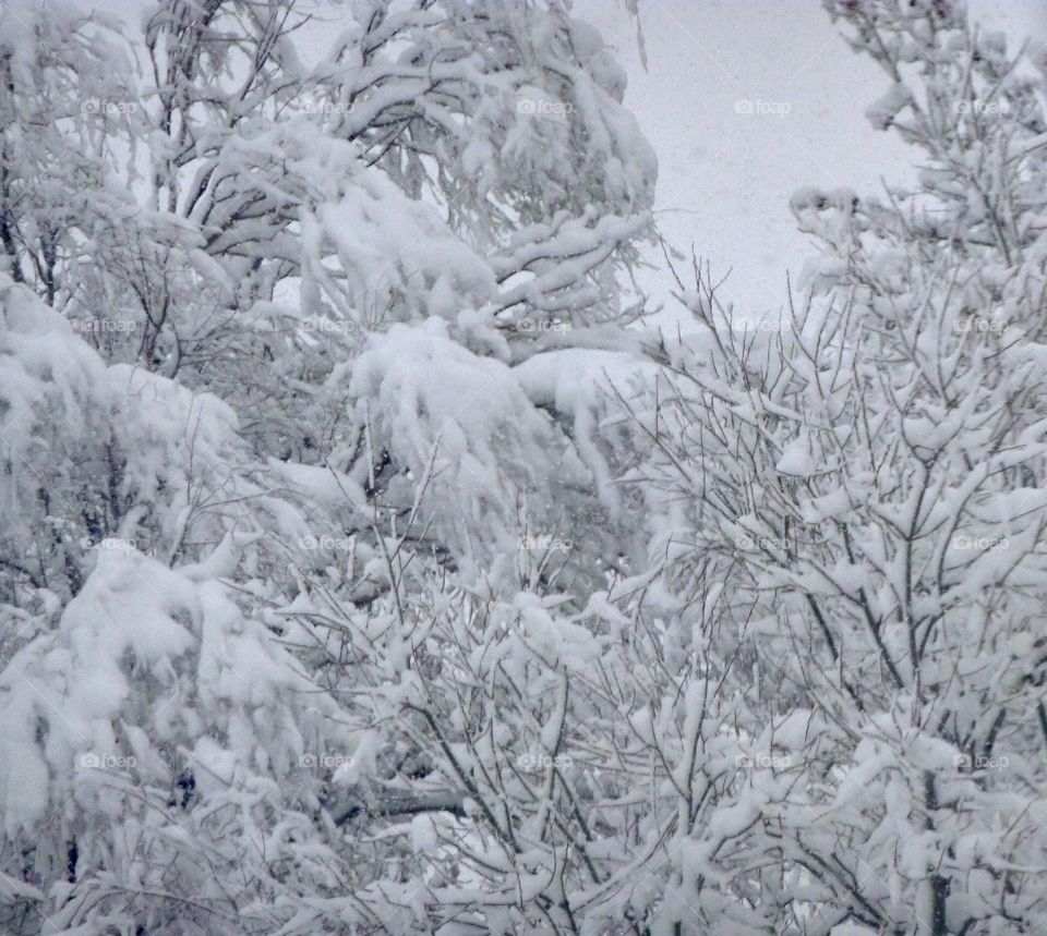 Snow Laden Trees