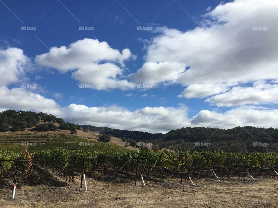 Clouds over vineyard