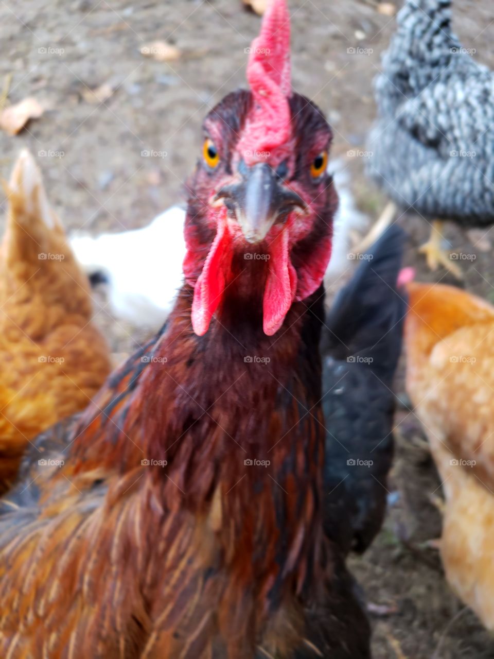 chicken starring at the camera