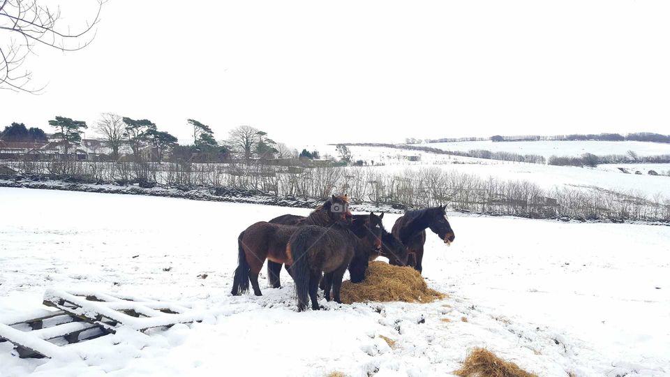 horses feeding