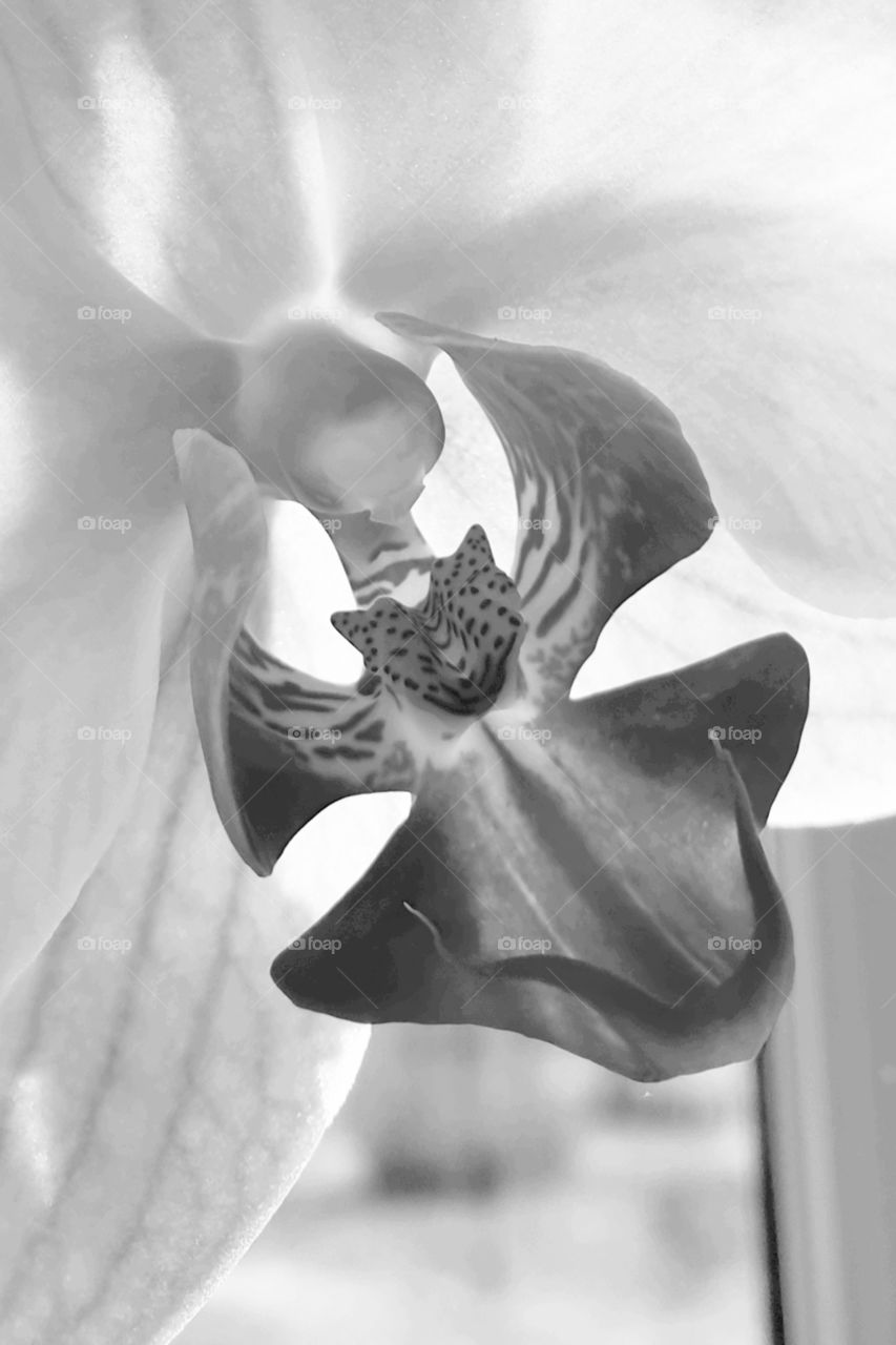 Flower closeup black and white