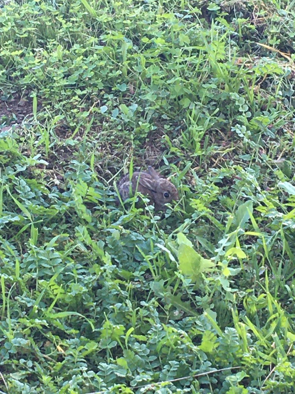 New grass of the year 