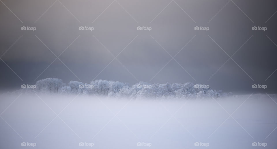 Frosted trees in winter morning fog