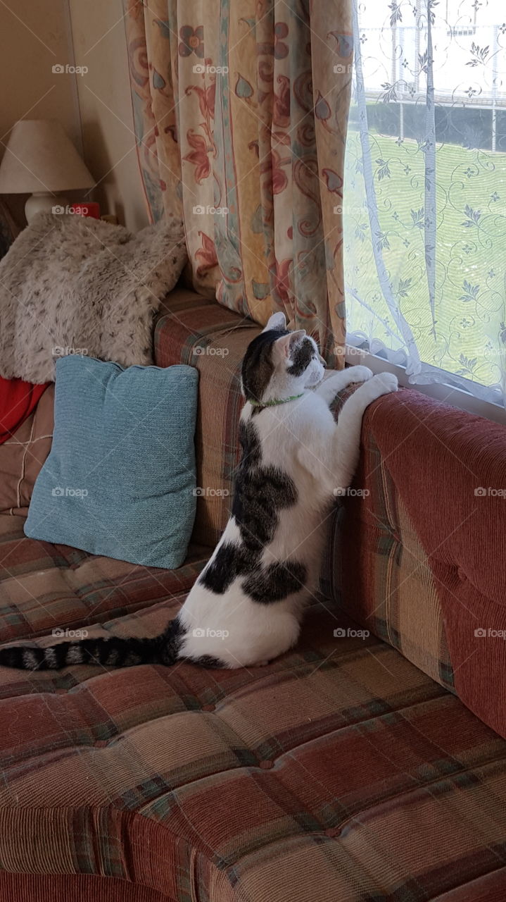 cat looking out windows