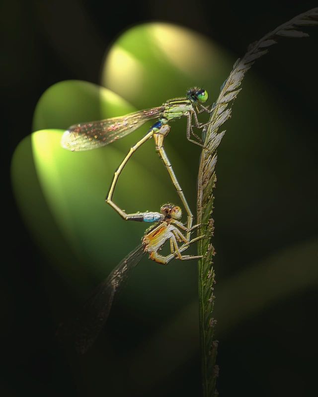 Mating