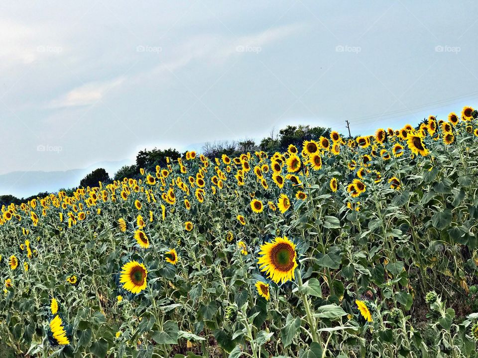 Sunflowers..