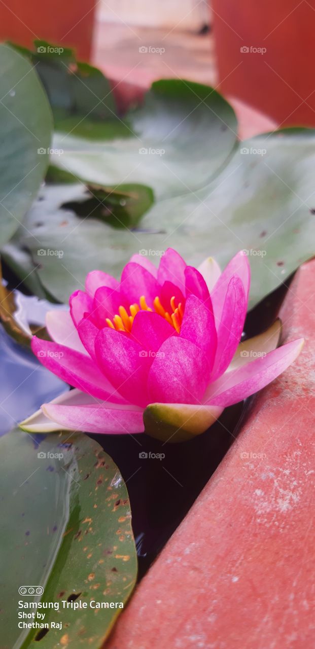 lotus planting in terrace garden