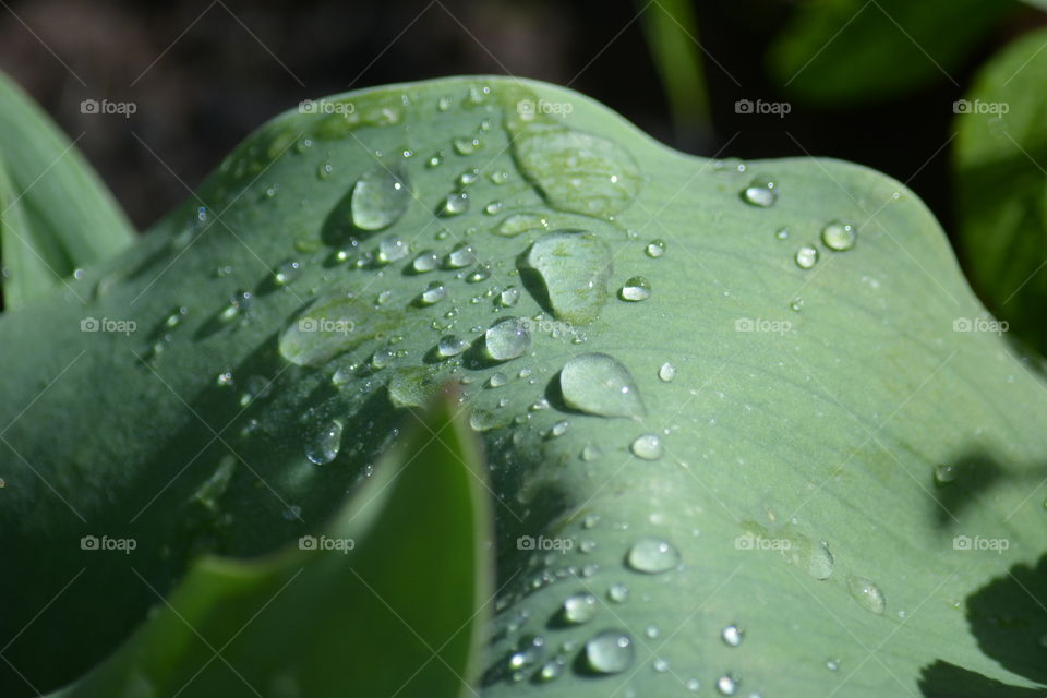 Rain, Dew, Drop, Leaf, Wet