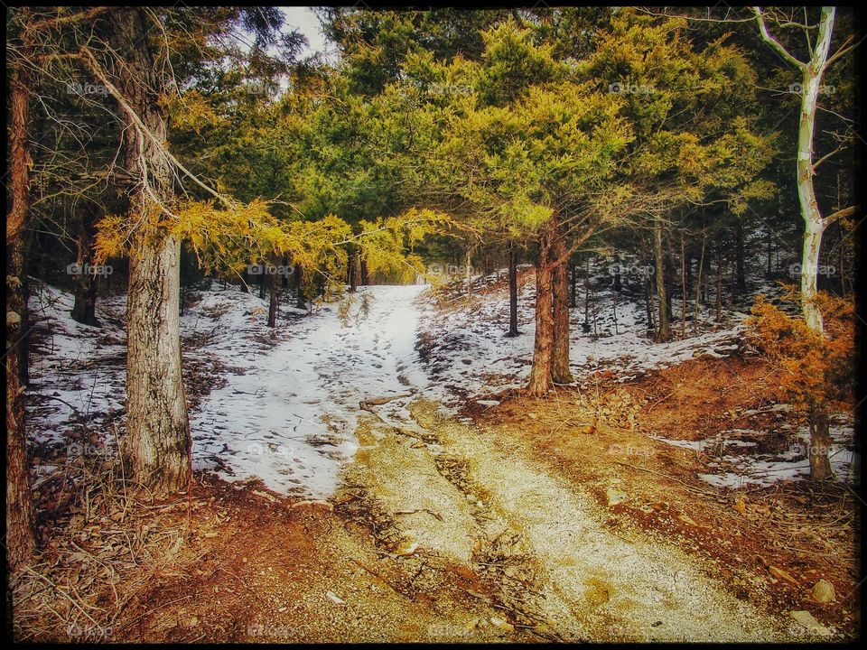 evergreen path in winter