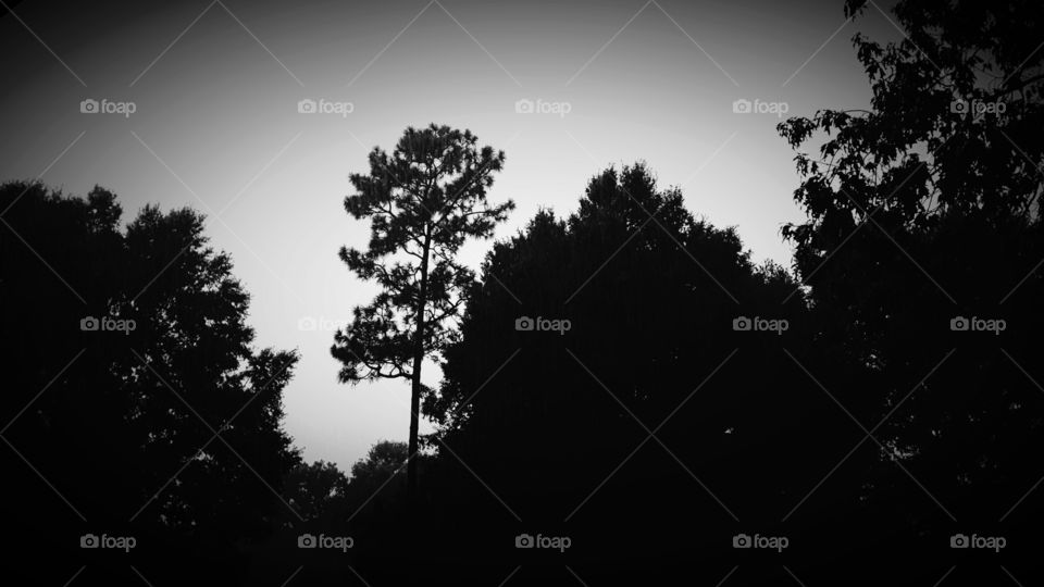 sunset behind trees grayscale