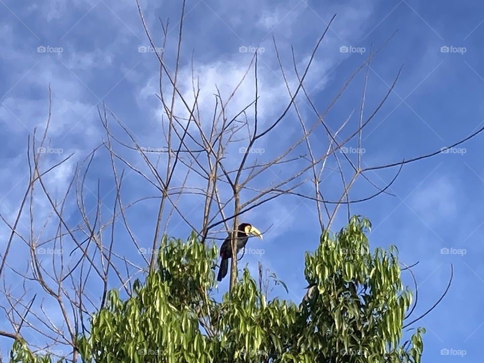 Tucano em galho seco de uma árvore. Ao fundo céu azul com algumas nuvens brancas.