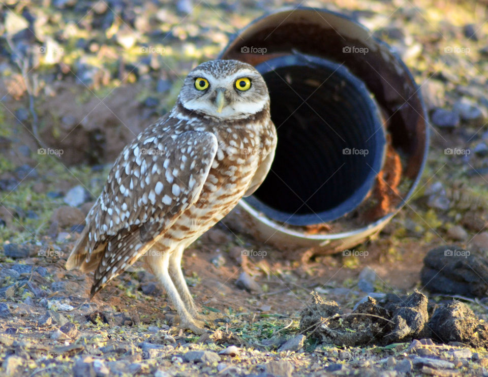 Owl. Owl with yellow eyes