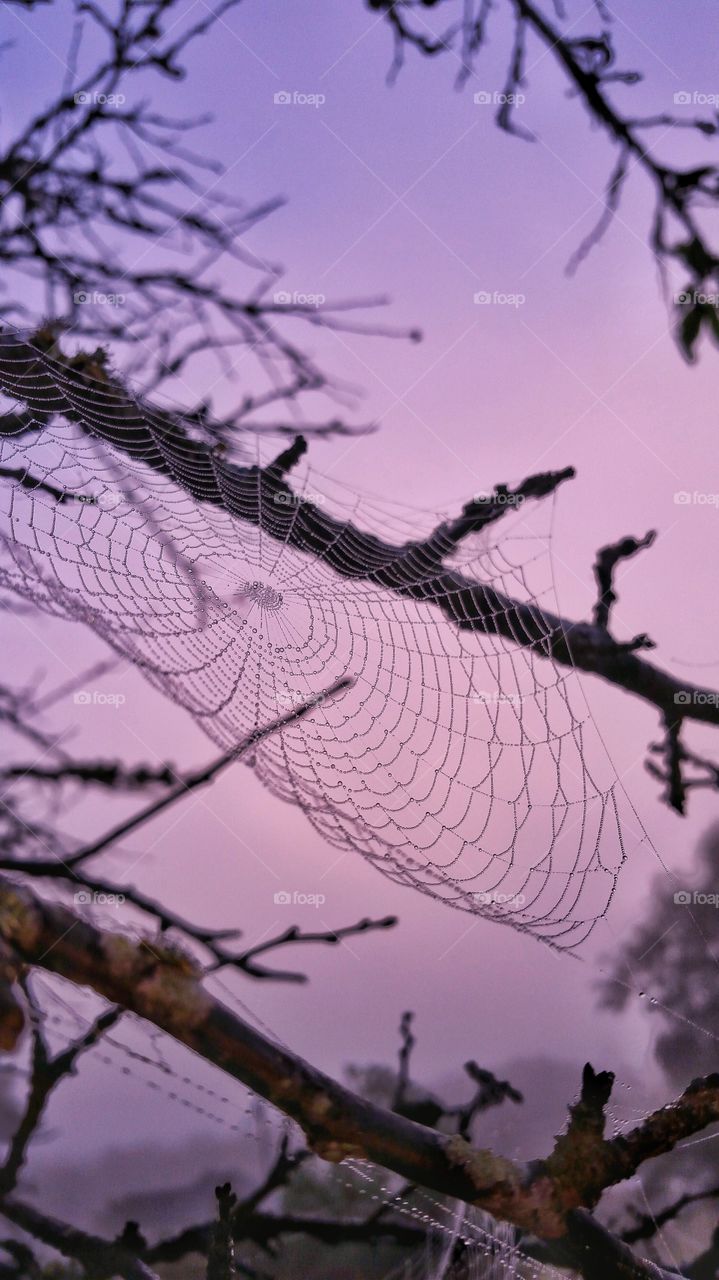 dew covered spider web hanging from bare branch in morning fog with pastel colored sky