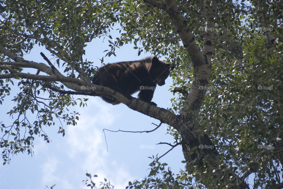 Treed Black Bear. Black Bear treed in Buena Vista, Colorado