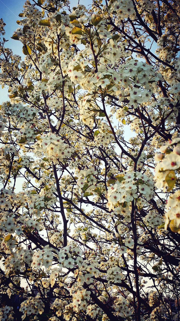 blossoms. Cleveland pear tree