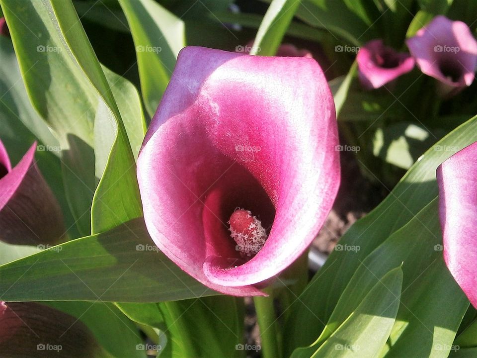 pink flute