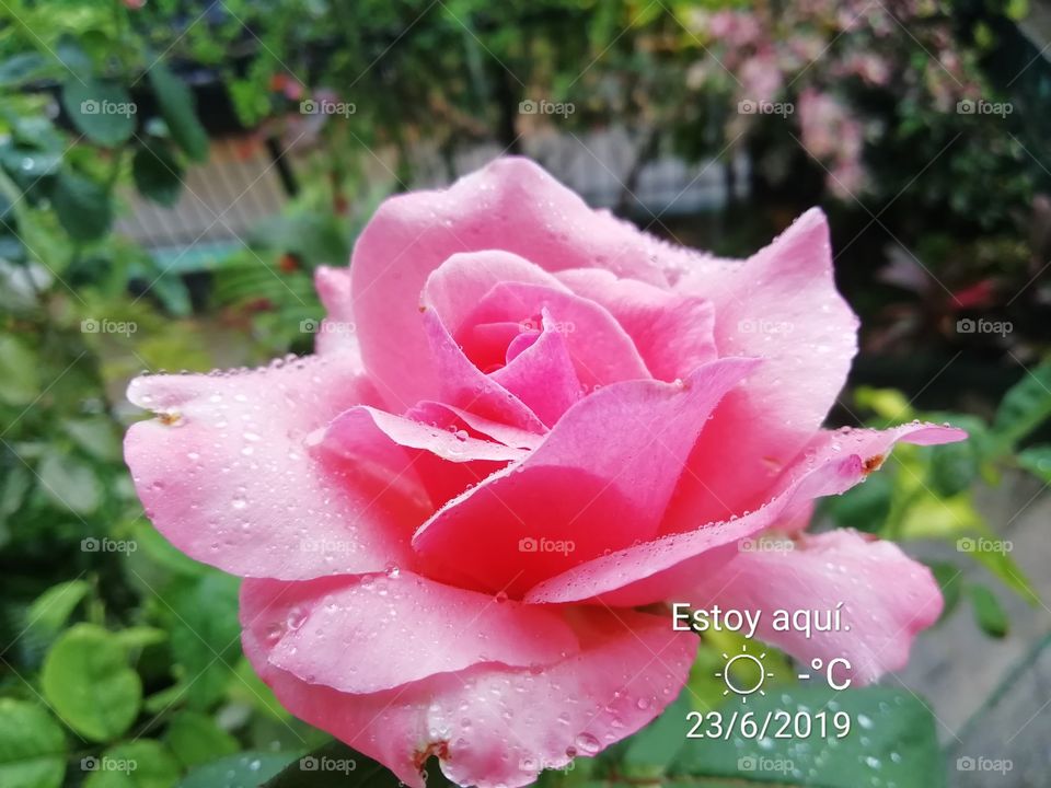 Rosa Bajo la lluvia