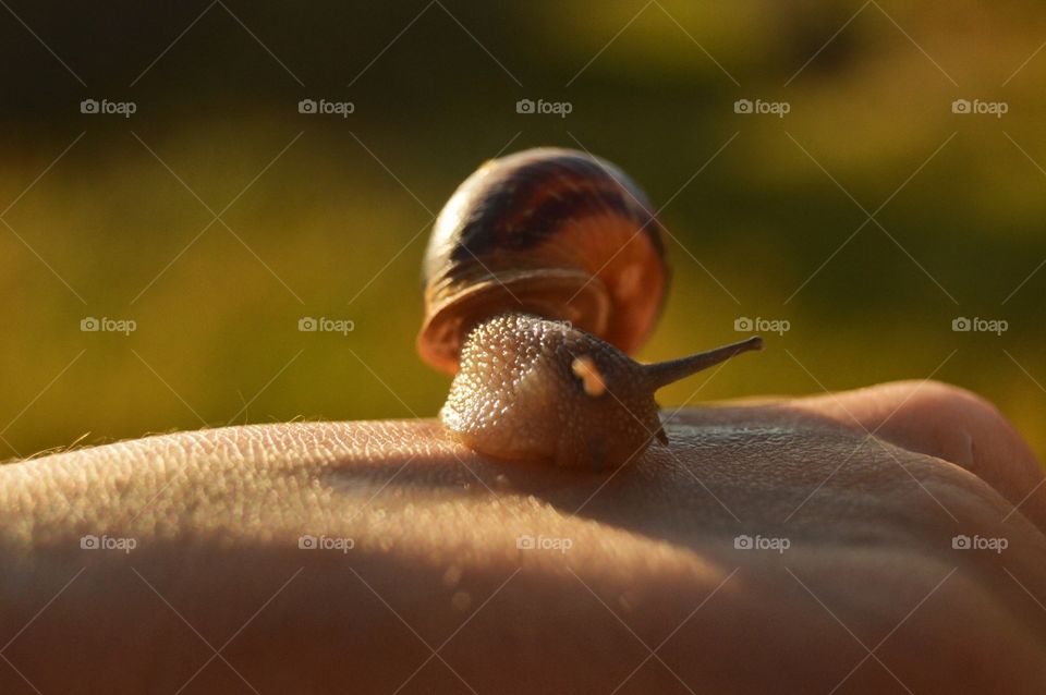 macro caracol snail