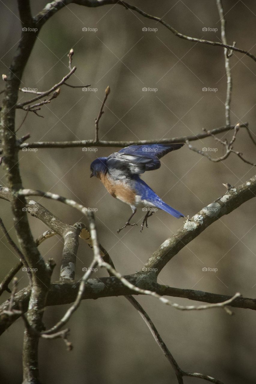 Small songbird in midair hopping from a tree branch. Backyard bird action shot
