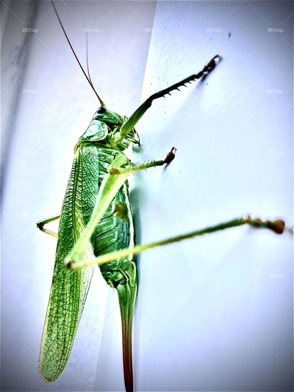 Grüne Heuschrecke sitzt auf weißem Untergrund. Makroaufnahme mit Filter abgelichtet