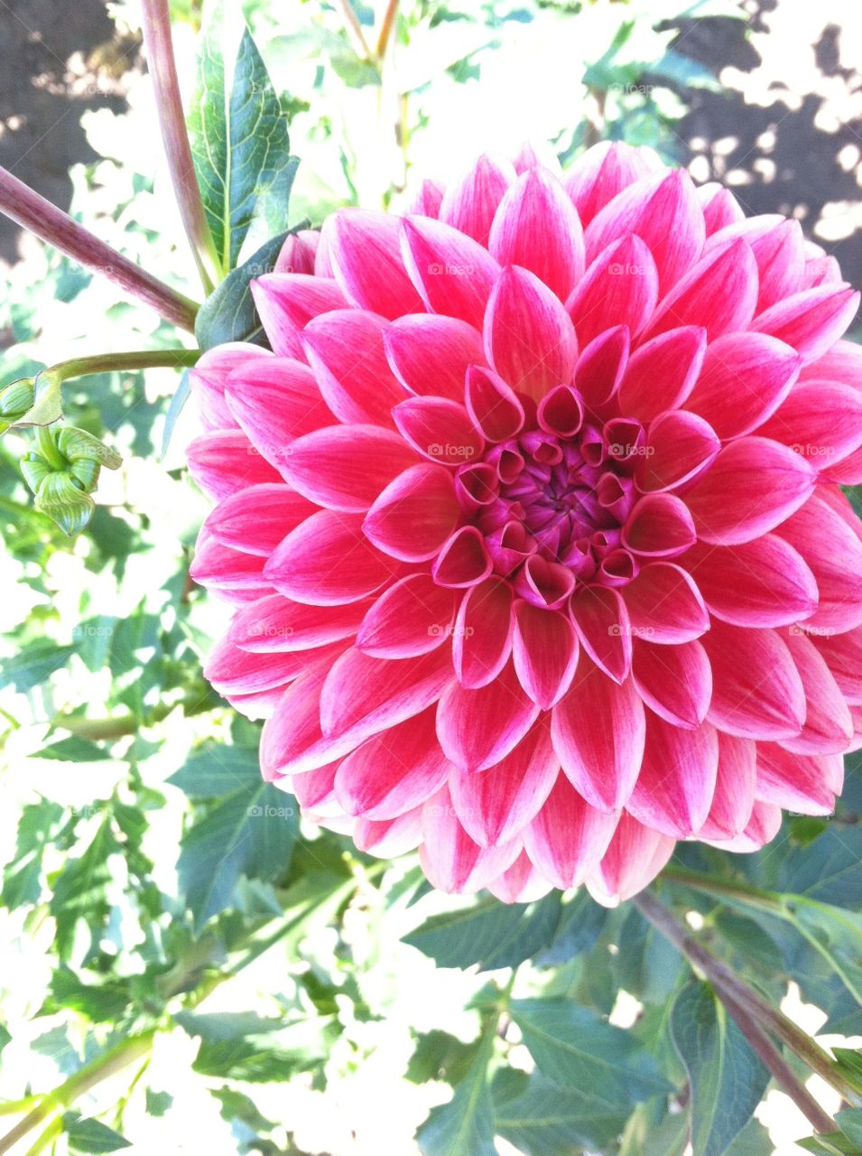 Dahlia 