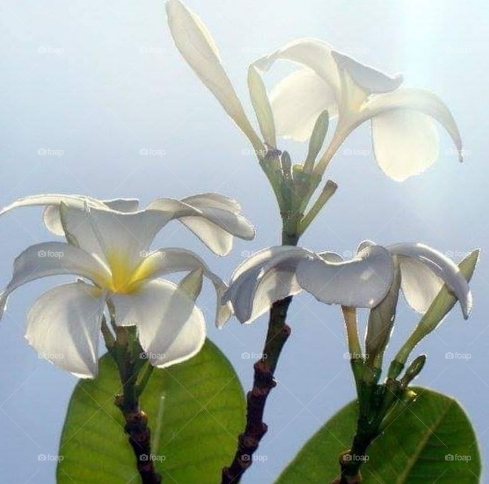 Zanzibar flowers