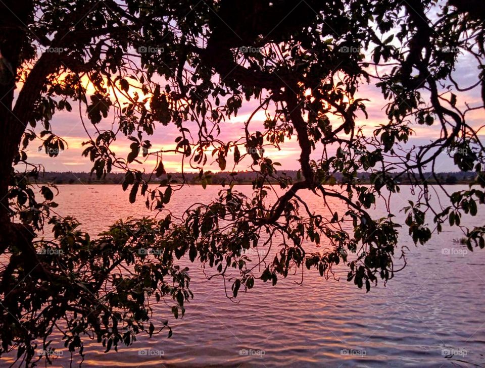 water in agriculture field the background of a tree